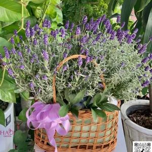 24082609 - giỏ hoa lavender nguyên rễ