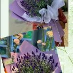24082623 - bó hoa lavender ( oải hương ) tím thơ mộng