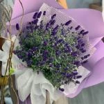 24082623 - bó hoa lavender ( oải hương ) tím thơ mộng