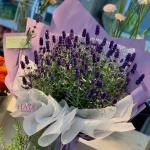 24082623 - bó hoa lavender ( oải hương ) tím thơ mộng