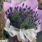 24082623 - bó hoa lavender ( oải hương ) tím thơ mộng
