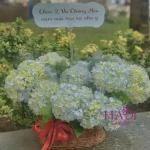 Giỏ hoa cẩm tú cầu