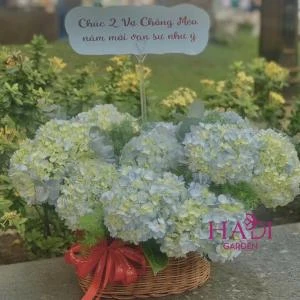 Giỏ hoa cẩm tú cầu