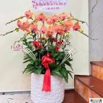 01012608 - Chậu lan hồ điệp tone cam sang trọng