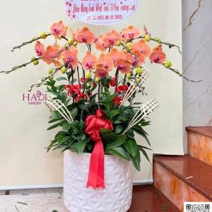 01012608 - Chậu lan hồ điệp tone cam sang trọng