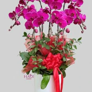 01012610 - chậu lan hồ điệp tone hồng