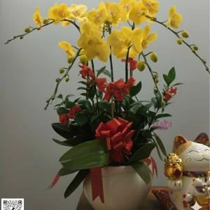 01012611 - chậu lan hồ điệp tone vàng