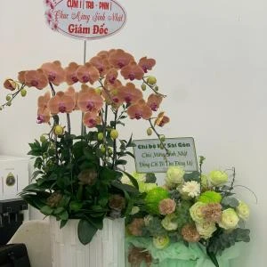 01012609 - chậu lan hồ điệp 6 cành