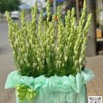 43202617 - giỏ hoa kính dâng