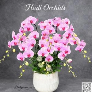07042536 - chậu lan hồ điệp tone hồng