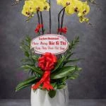 07042533 - chậu lan hồ điệp 6 vòi nhiều nụ