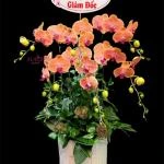07042535 - chậu lan hồ điệp