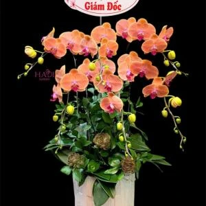07042535 - chậu lan hồ điệp