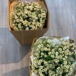 07042507 - bó hoa cúc tanna siêu to có túi đi kèm