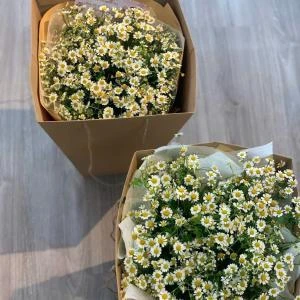 07042507 - bó hoa cúc tanna siêu to có túi đi kèm