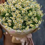 07042508 - bó cúc tanna siêu cưng