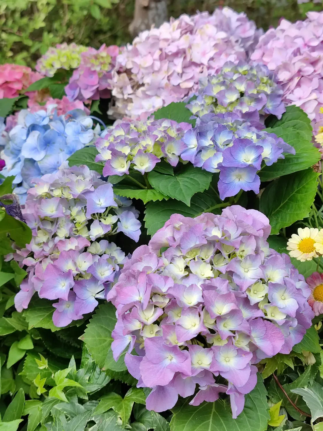 Hoa Cẩm Tú Cầu - HadiGarden-1