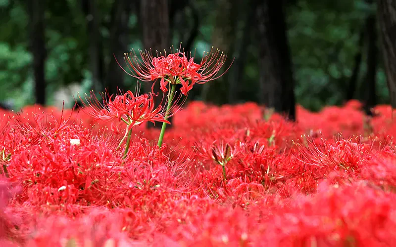 Những truyền thuyết về hoa bỉ ngạn