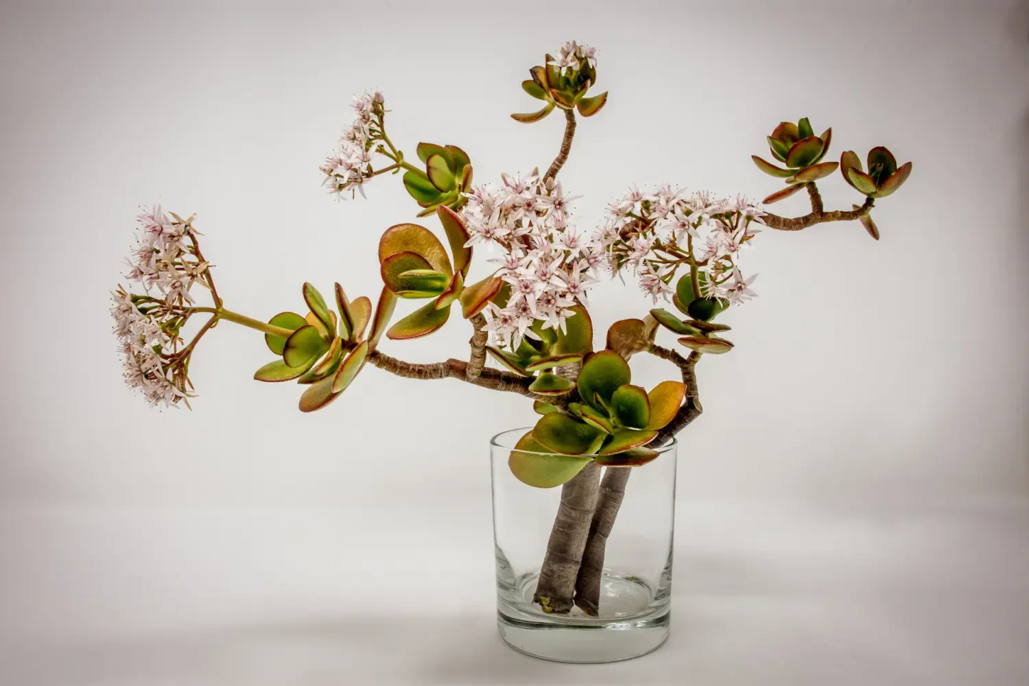 Nghệ thuật cắm hoa theo phong cách Nhật Bản (Ikebana) - Hadigarden - 2