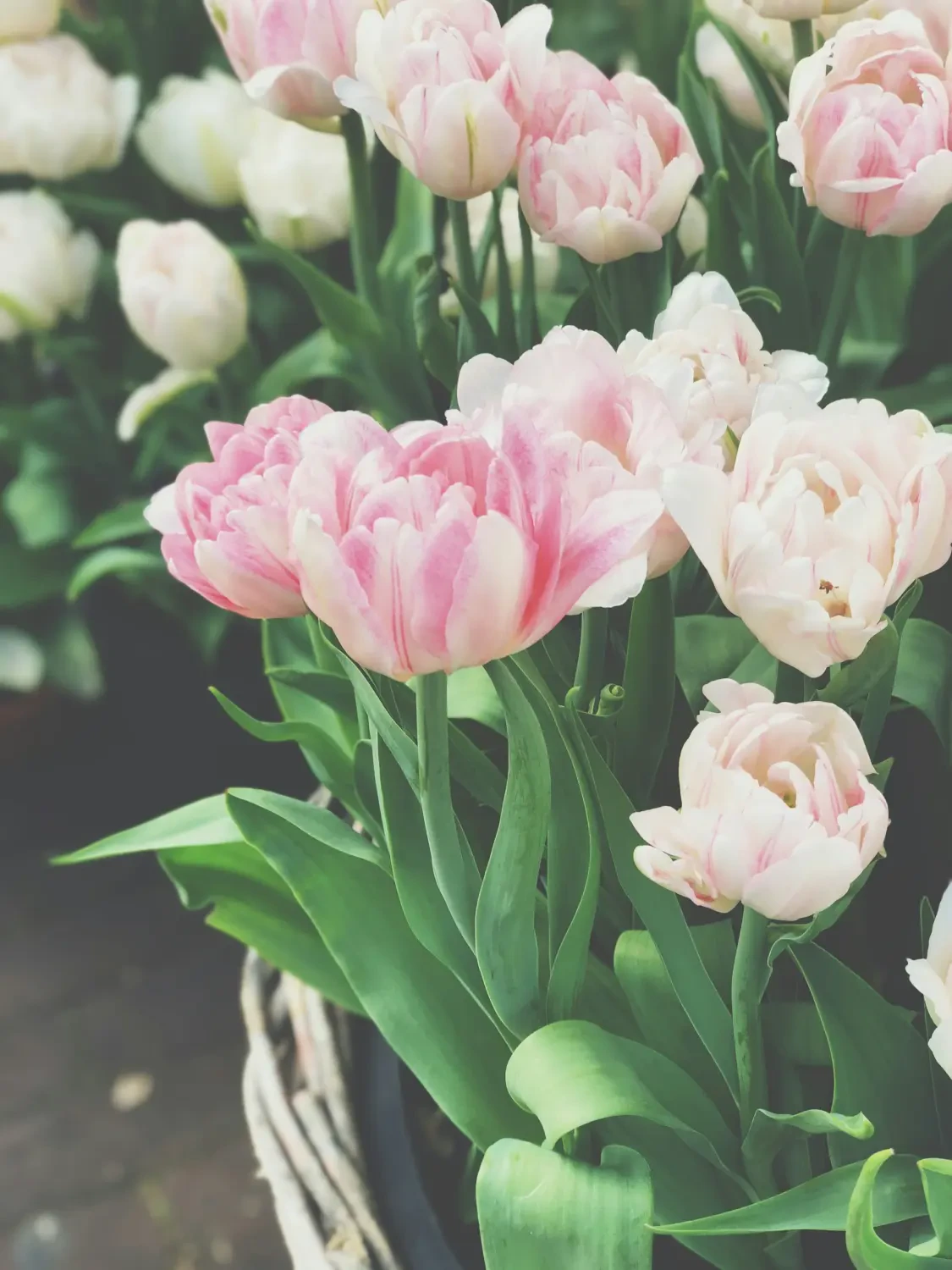 Ý Nghĩa Hoa Tulip - Hadigarden-3