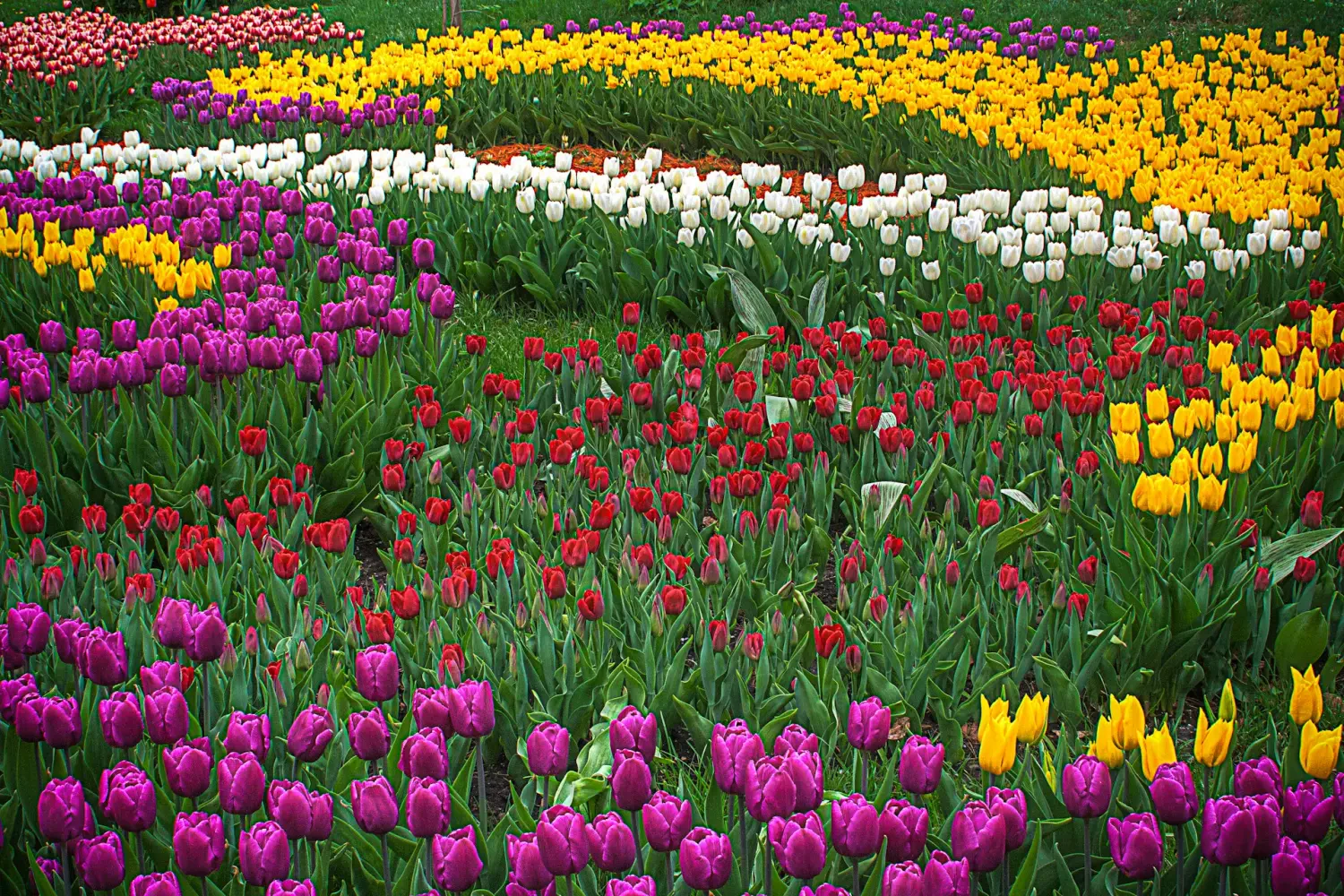 Ý Nghĩa Hoa Tulip - Hadigarden-8
