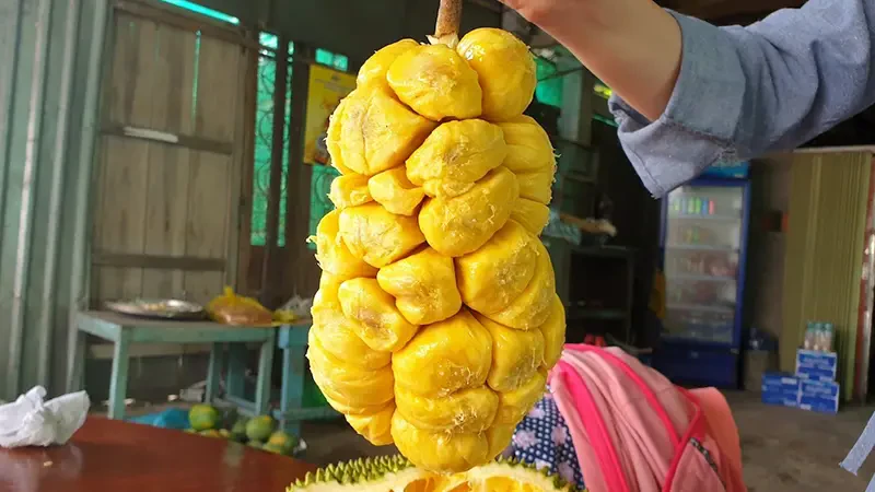 Mít tố nữ – Nguồn Gốc, Dinh Dưỡng, Lợi Ích & Ứng Dụng