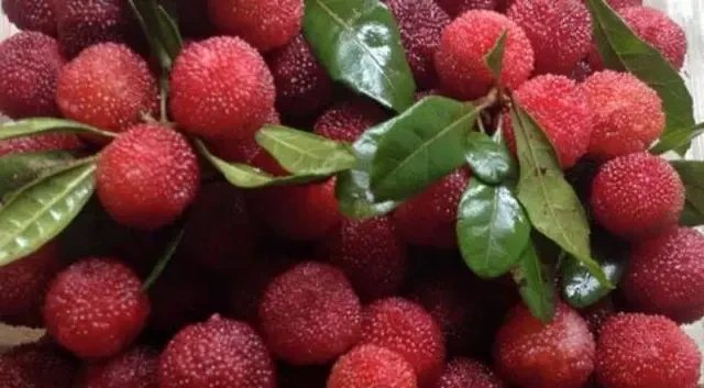 Trái Dương Mai tươi chín mọng