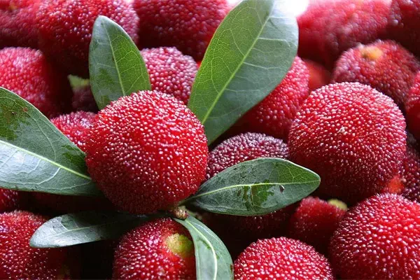 Dương Mai – Nguồn Gốc, Dinh Dưỡng, Lợi Ích & Ứng Dụng