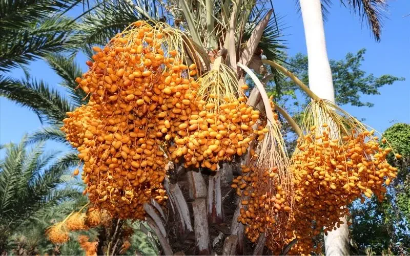 Chà là tươi Thái Lan – “kho vàng dinh dưỡng” đang gây sốt ở Việt Nam