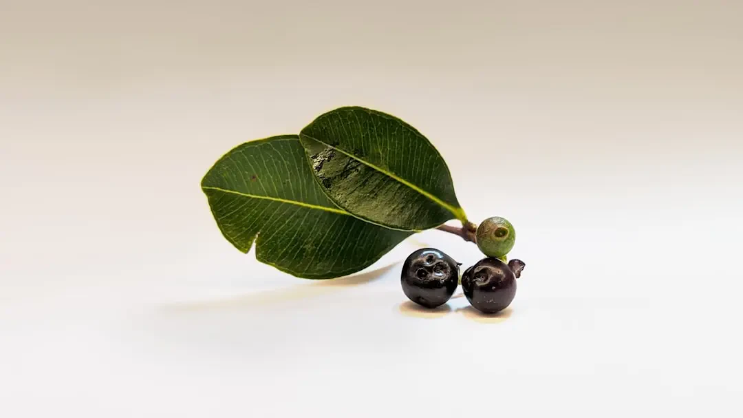 Acai – Nguồn Gốc, Dinh Dưỡng, Lợi Ích & Ứng Dụng