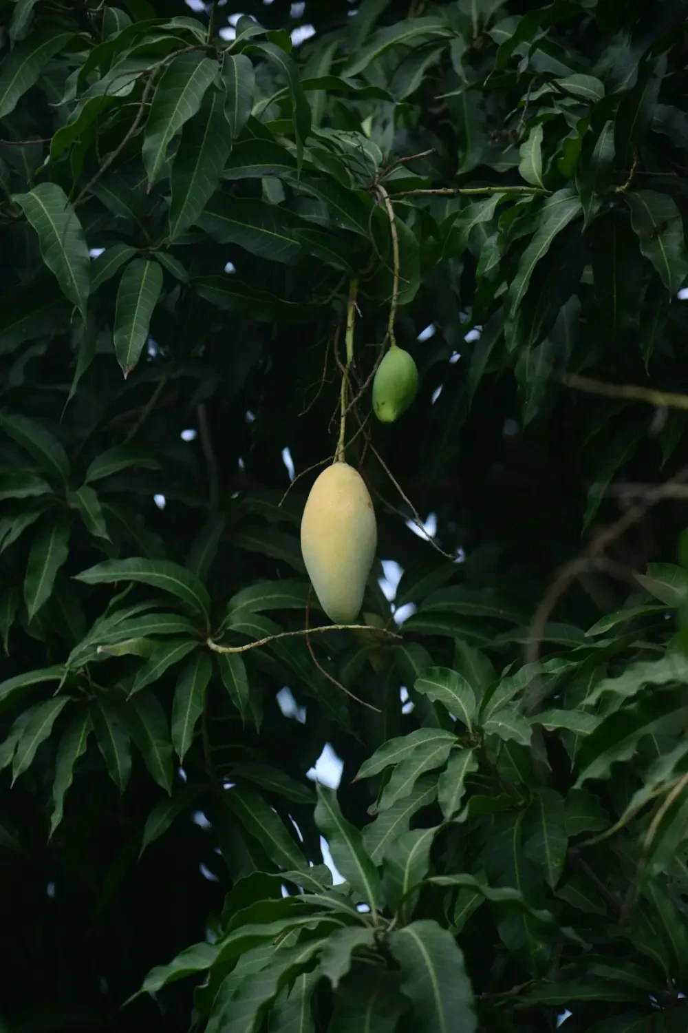 African mango - Biểu tượng của sự khỏe mạnh