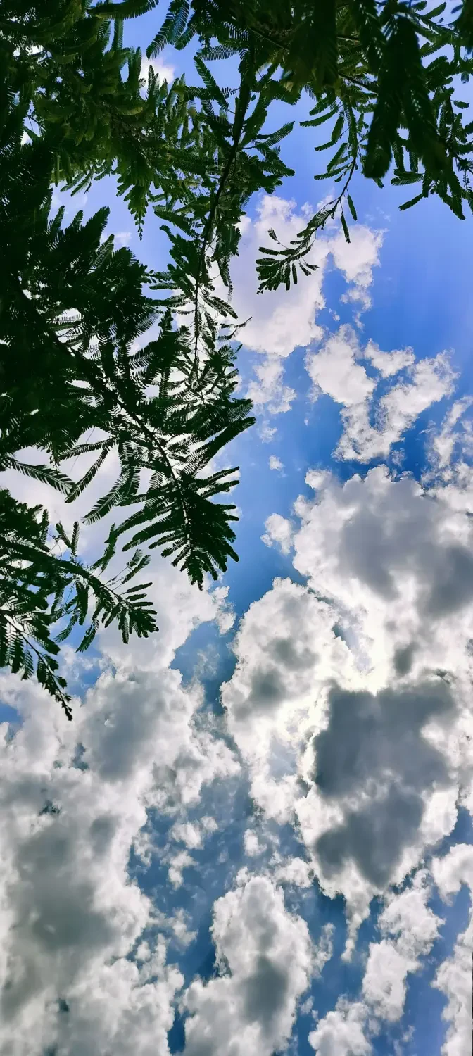 Nước ép Amla tươi mát