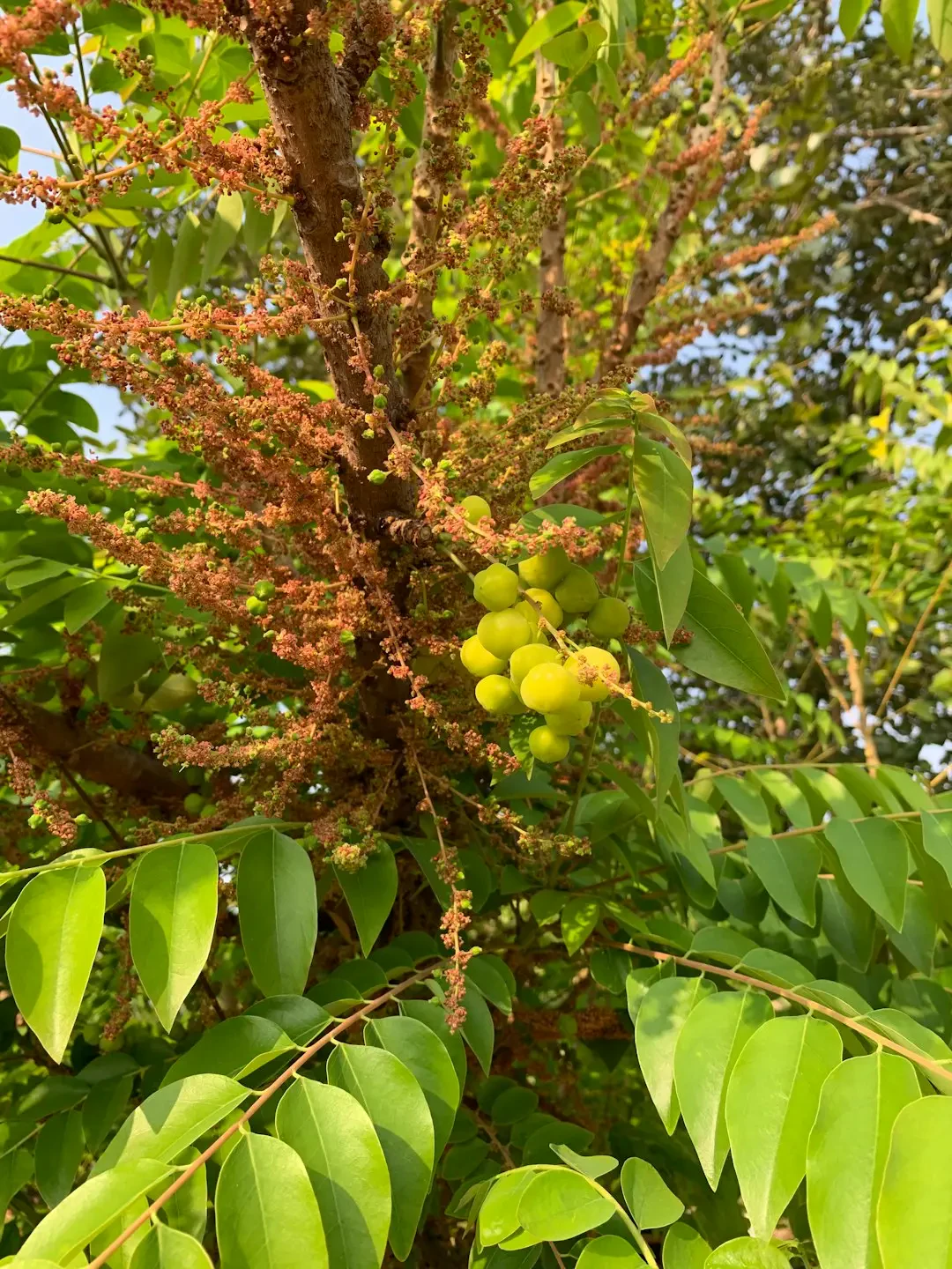 Bột Amla dùng trong y học