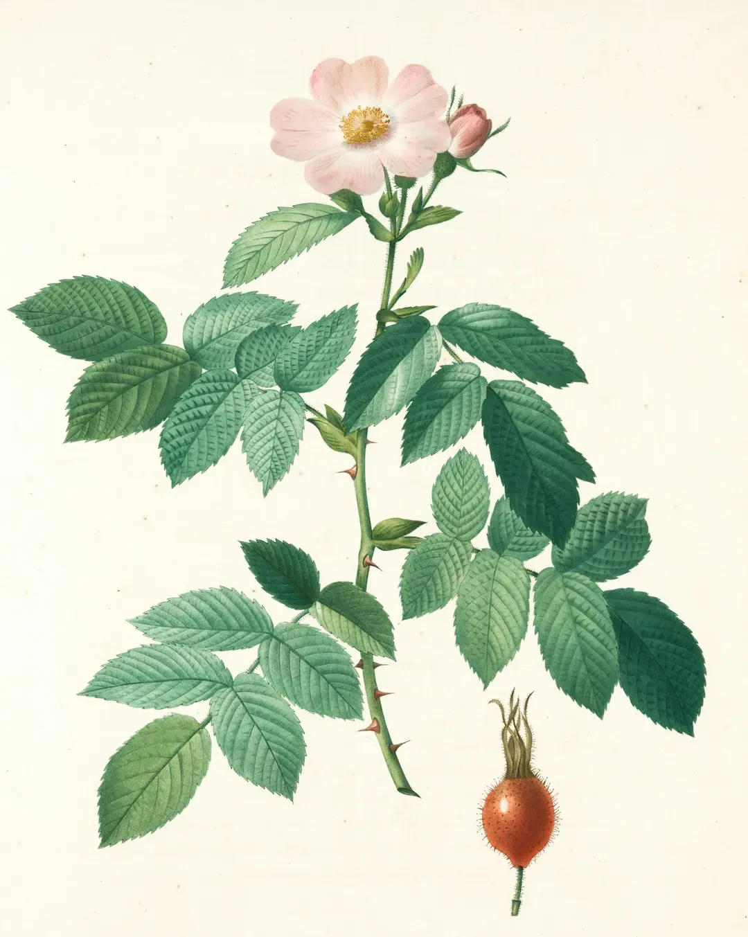 Amla tươi trên cành