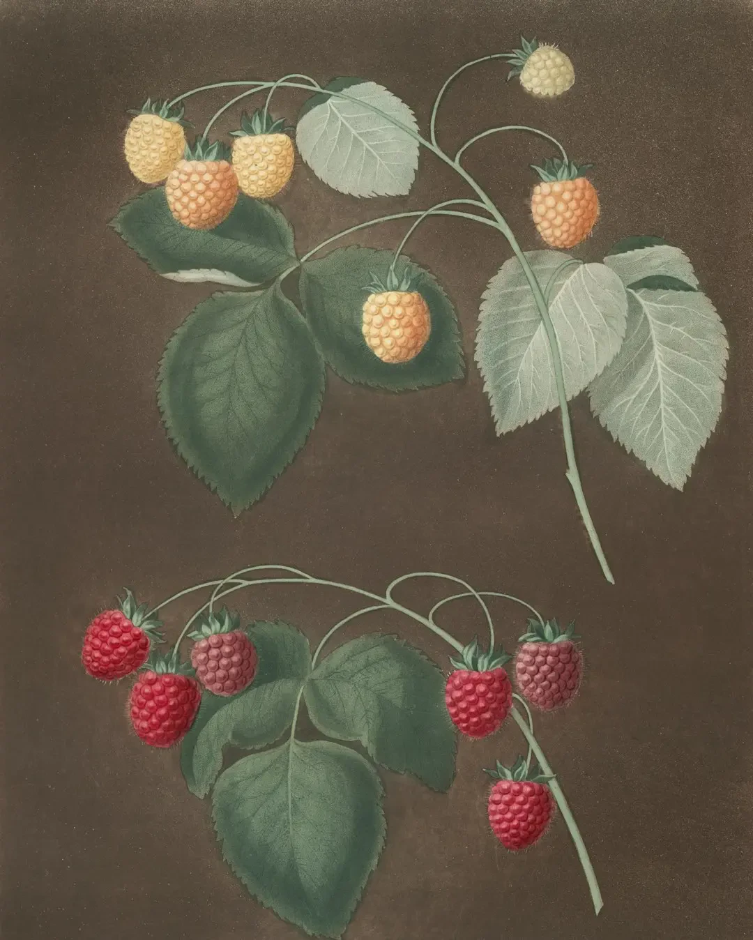 Mứt Amla thơm ngon