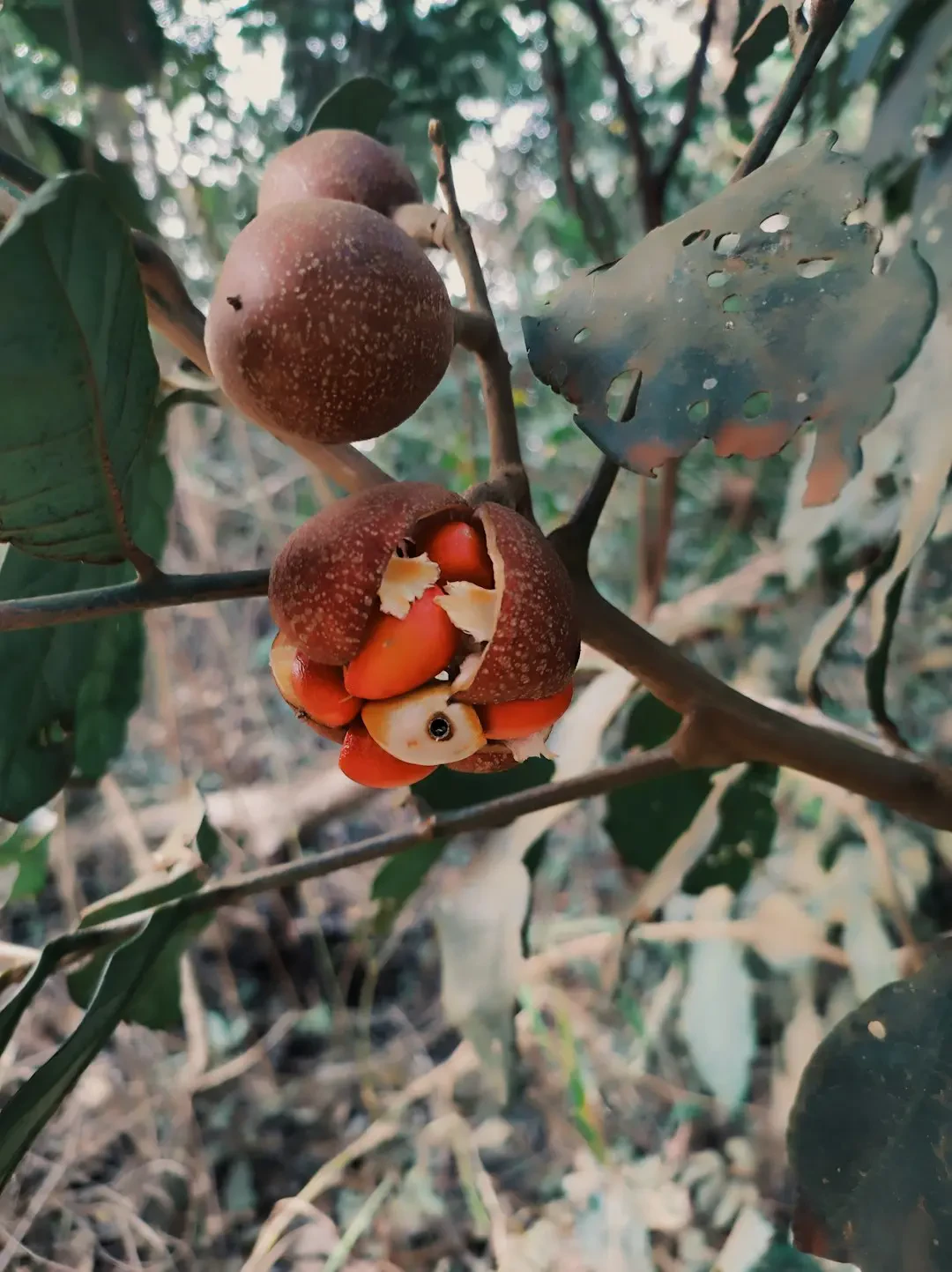 Nước La Hán Quả thanh mát