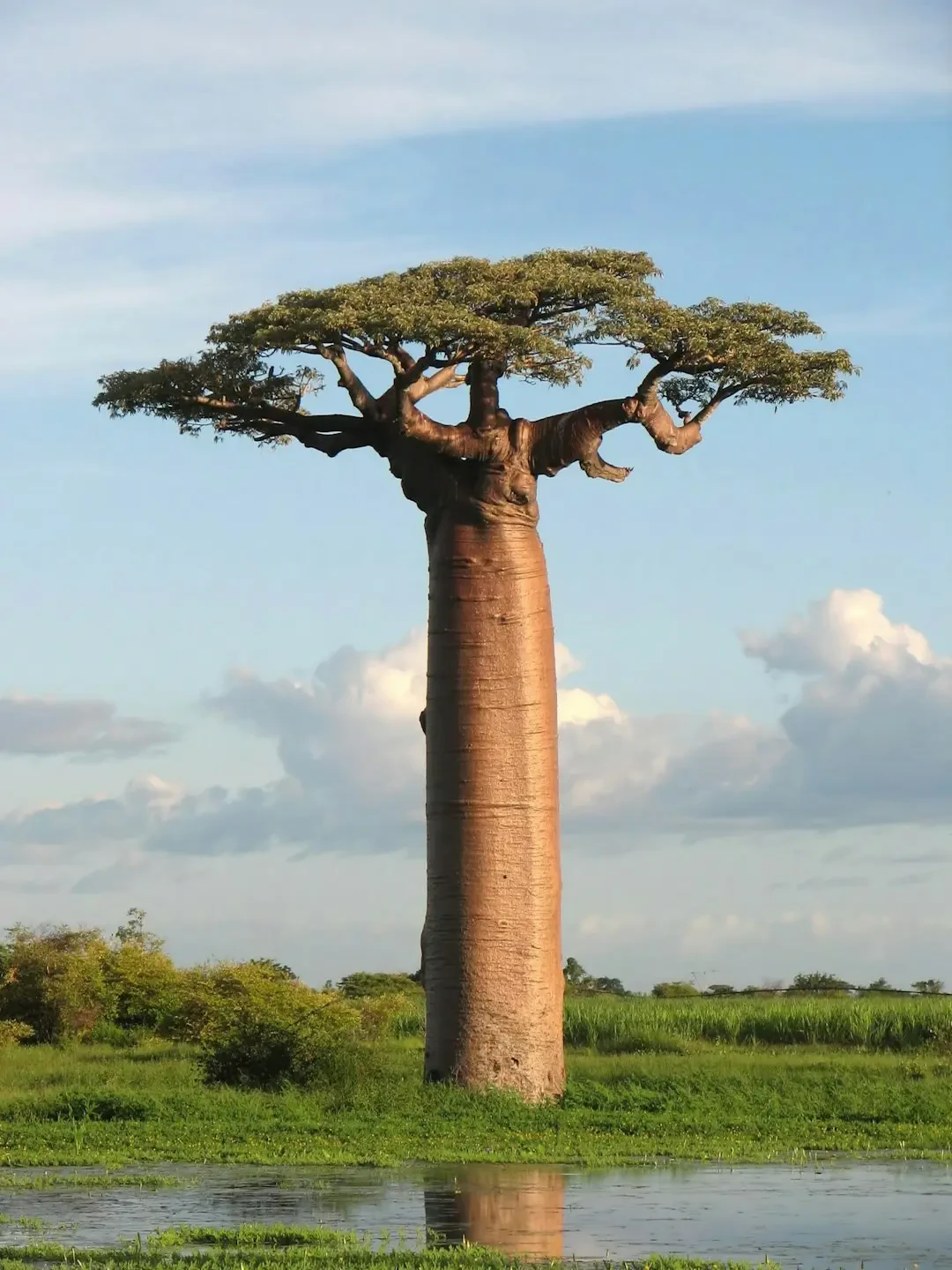 Bột Baobab giàu dinh dưỡng