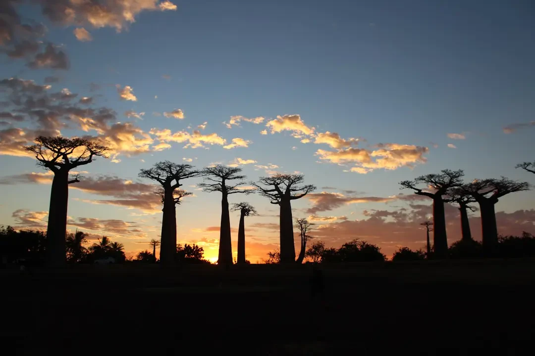 Các món ăn từ Baobab