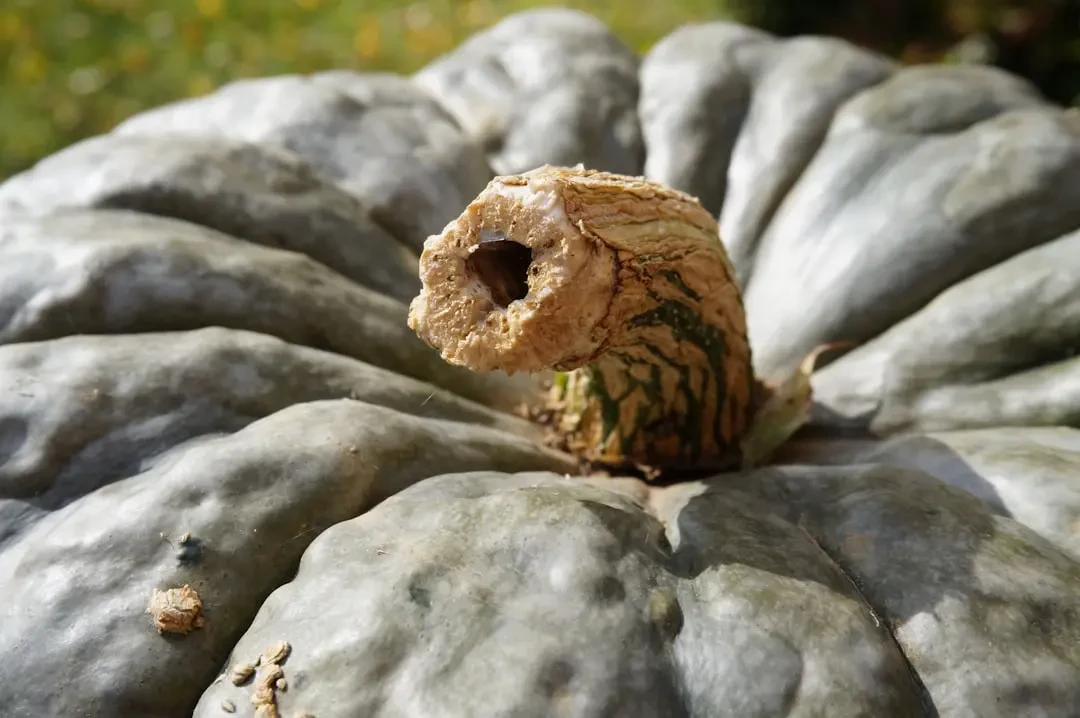 Món ăn ngon làm từ bí ngô