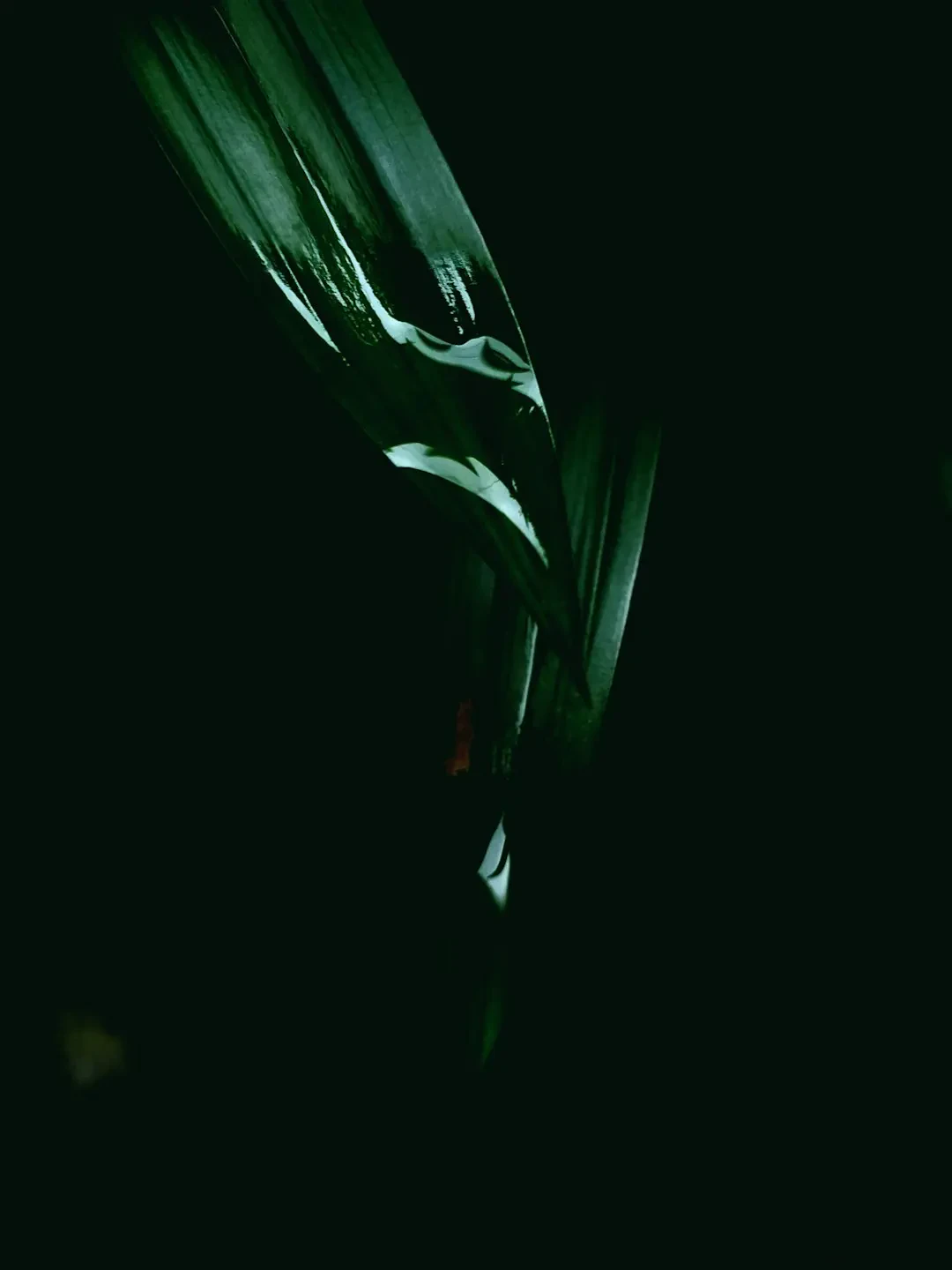 Black sapote – Nguồn Gốc, Dinh Dưỡng, Lợi Ích & Ứng Dụng Độc Đáo