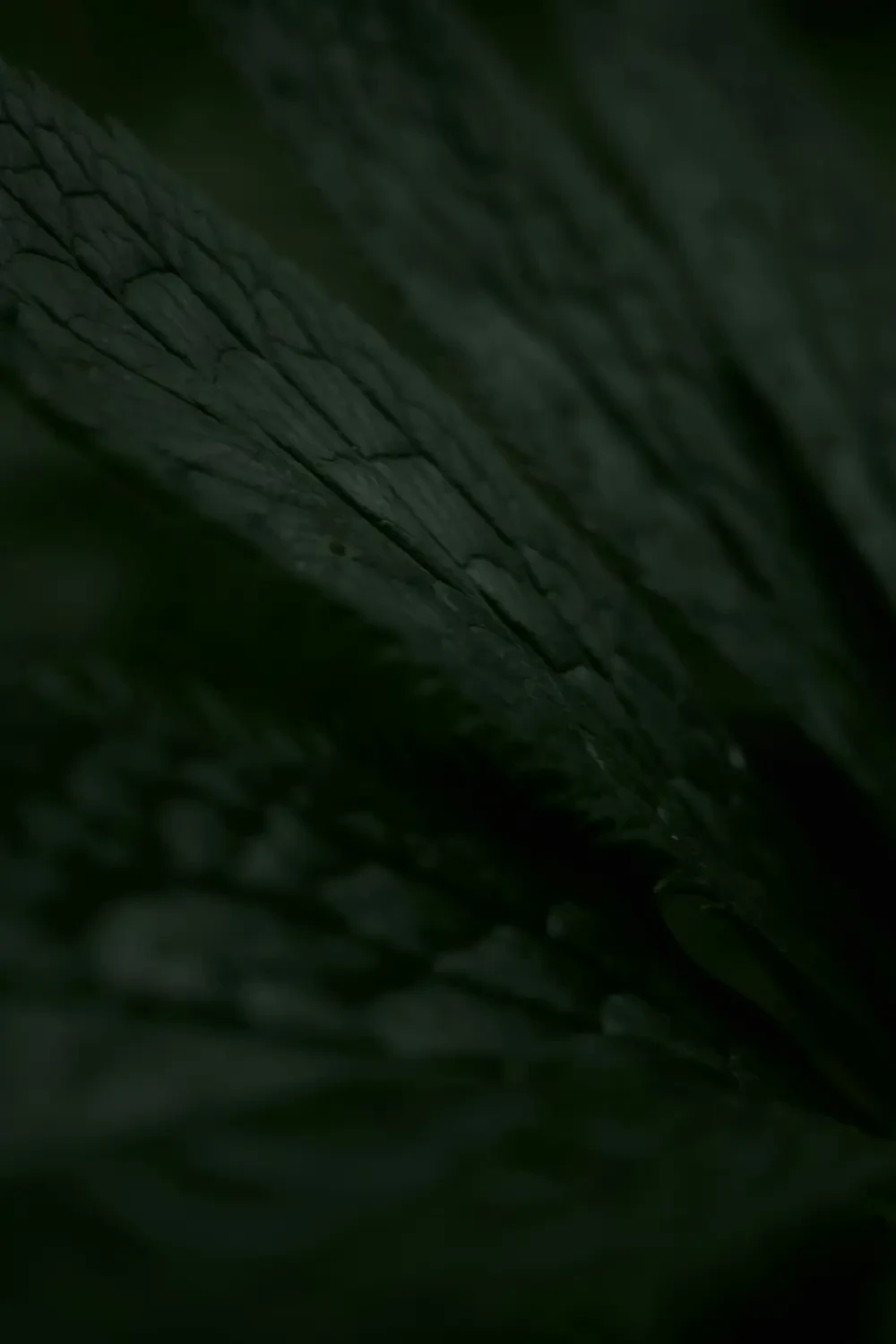 Thịt Black sapote chín đen như socola, đã cắt đôi