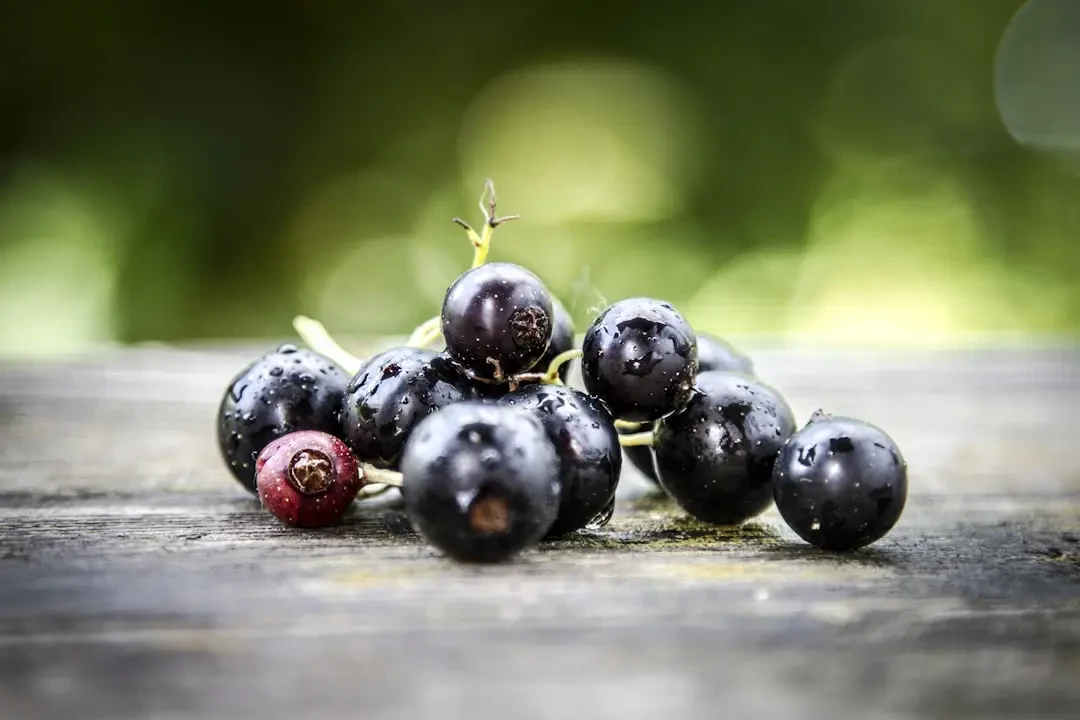 Blackcurrant – Nguồn Gốc, Dinh Dưỡng, Lợi Ích & Ứng Dụng