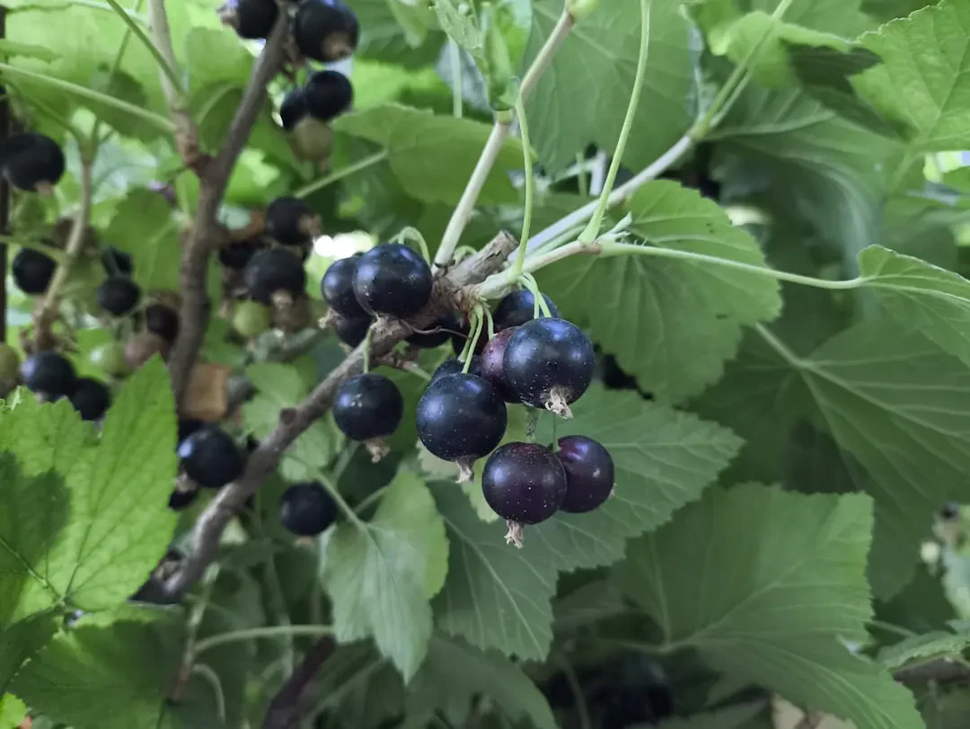 Sinh tố Blackcurrant màu tím đẹp mắt trong ly