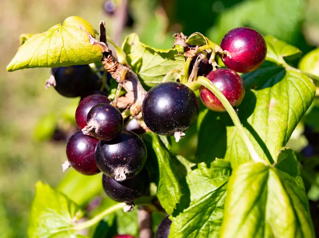 Blackcurrant tươi trên rổ tre
