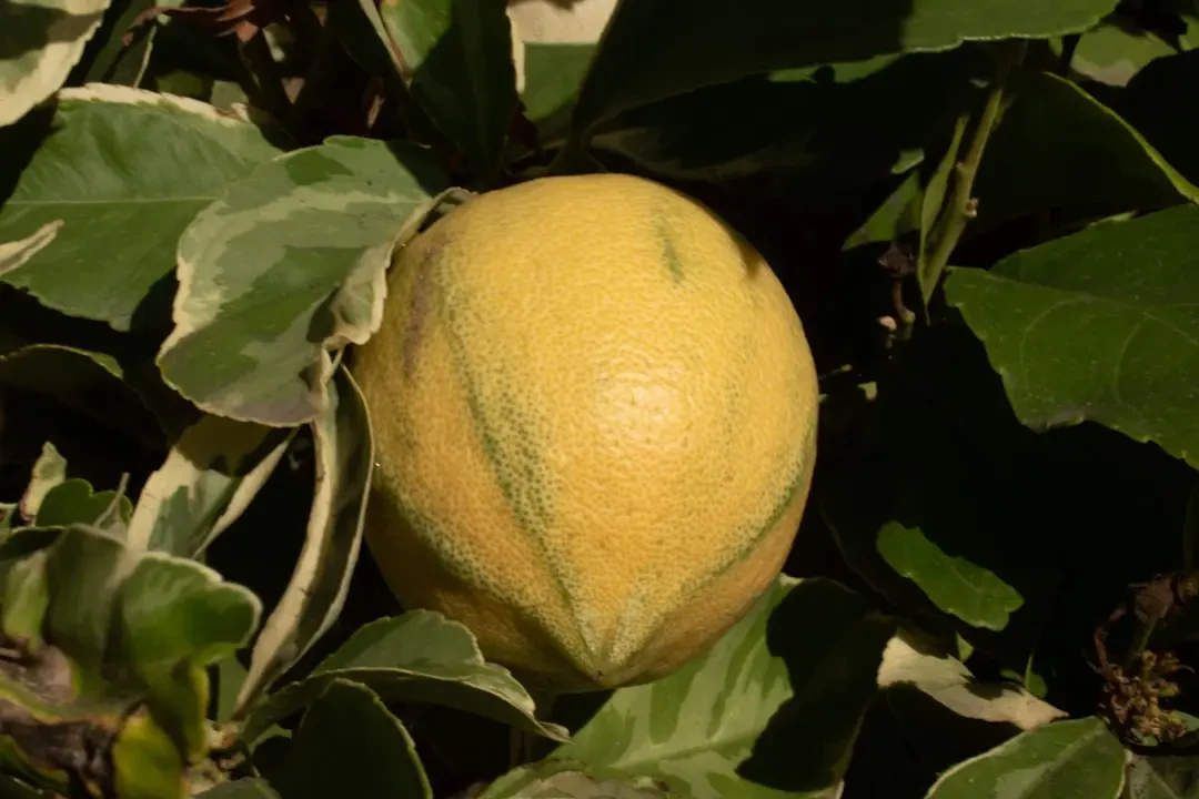 Canary melon được cắt lát tươi ngon