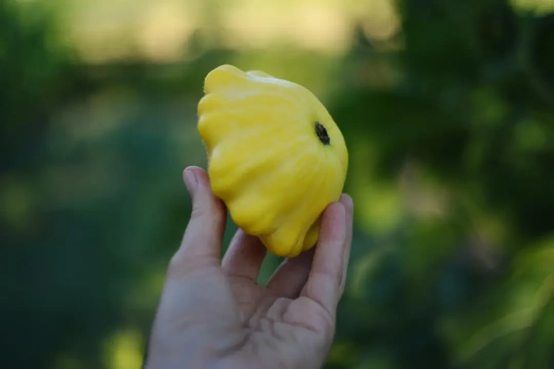 Canary melon tươi rói tại cửa hàng