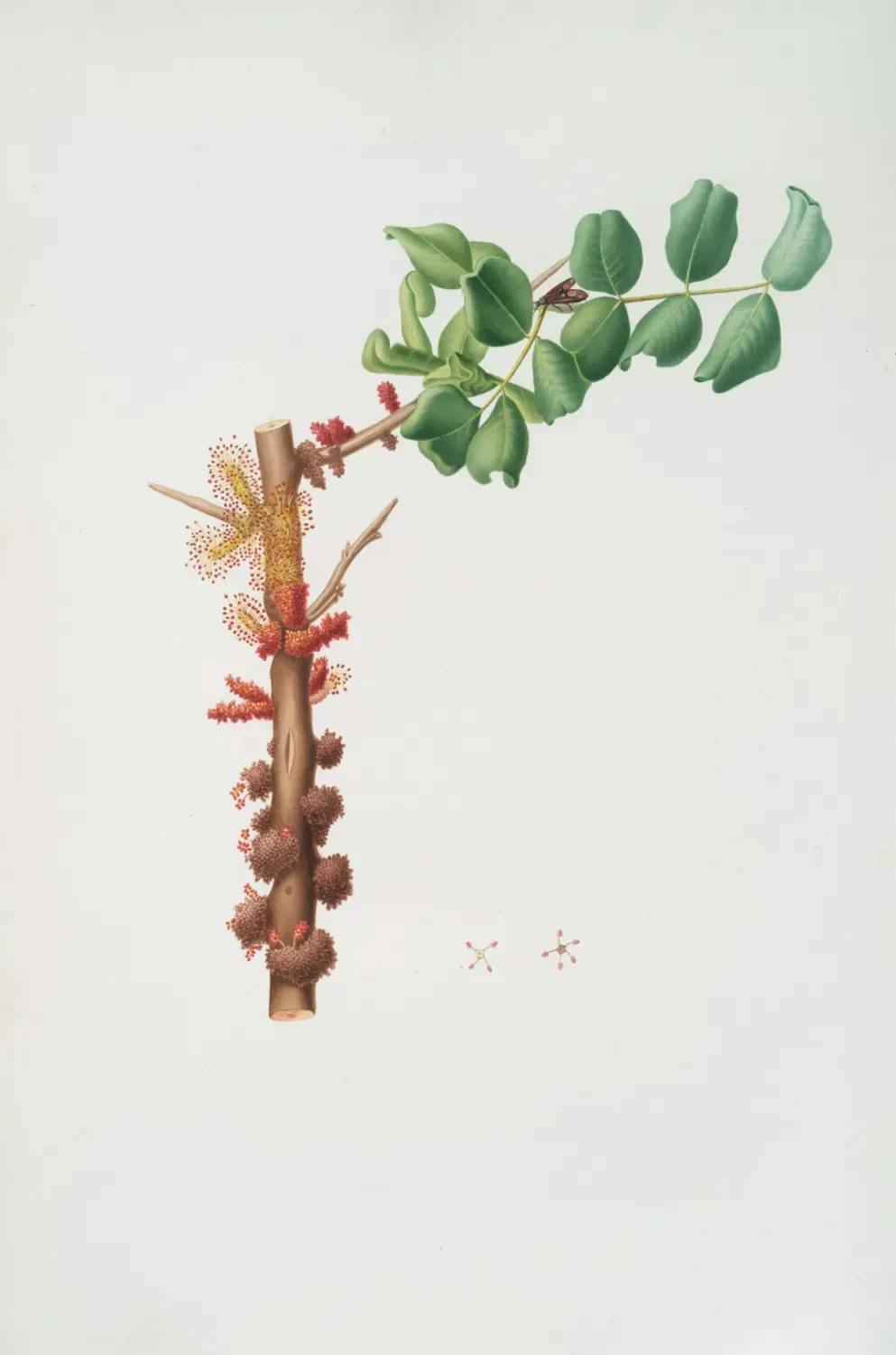 Carob – Nguồn Gốc, Dinh Dưỡng, Lợi Ích & Ứng Dụng