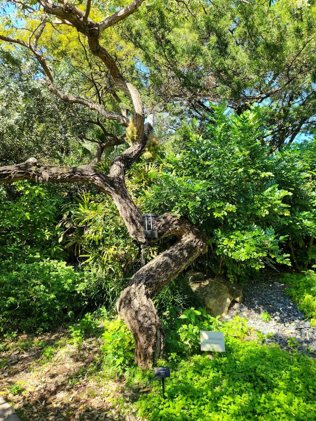 Hạt Carob và đơn vị đo Carat