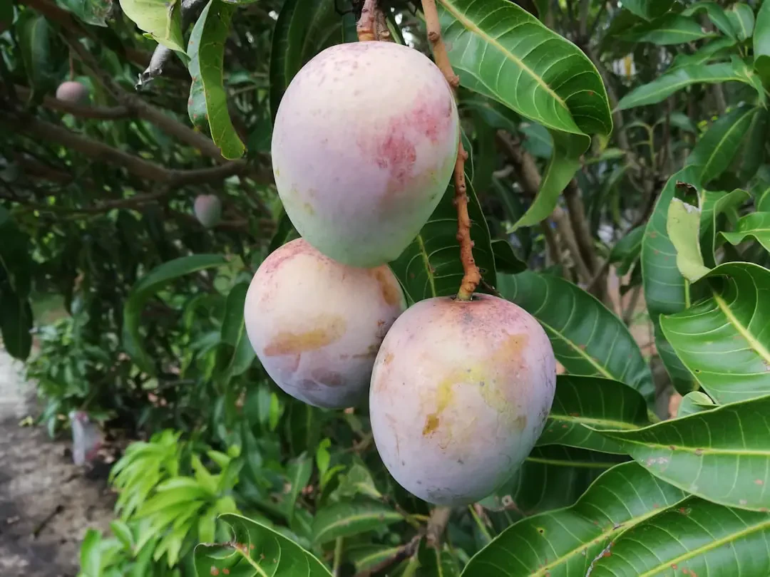 Ceylon gooseberry – Nguồn Gốc, Dinh Dưỡng, Lợi Ích & Ứng Dụng