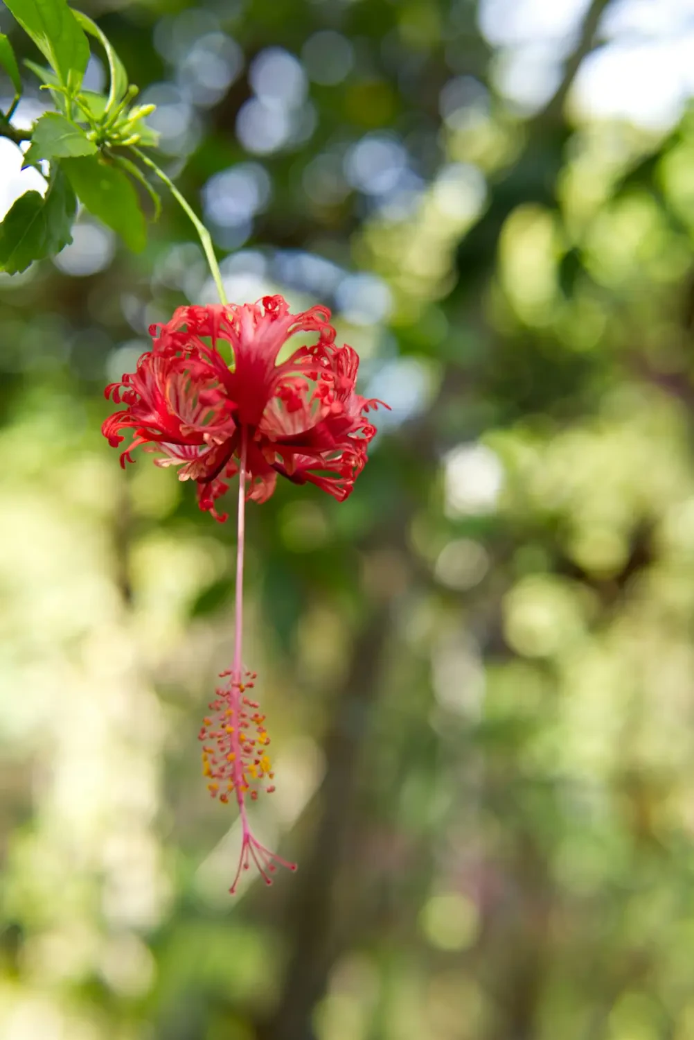 Quả Ceylon gooseberry trên cành